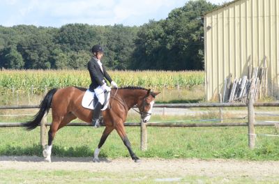 Luc en dressage 