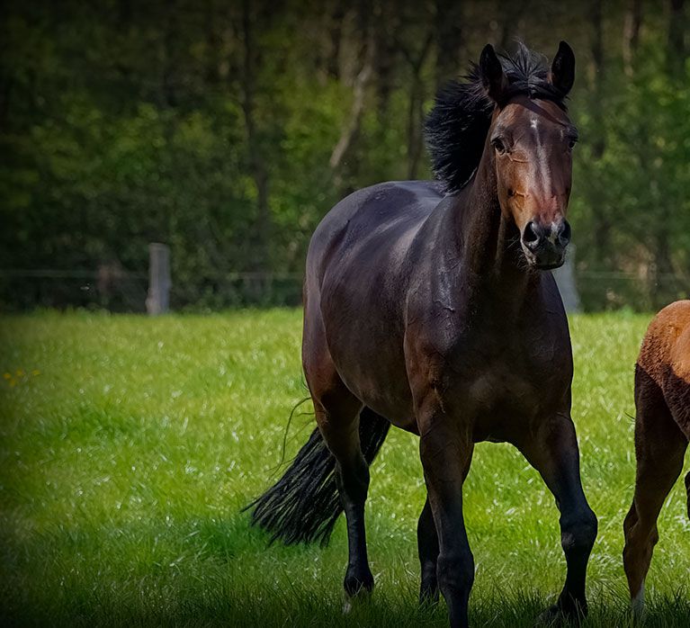 Ecuries du Bois Migné